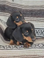 Emma, a female Miniature Dachshund for sale in Ringtown, PA – Photo 3 of 3