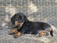 Cooper , a male Dachshund for sale in Ringtown, PA – 4 of 6