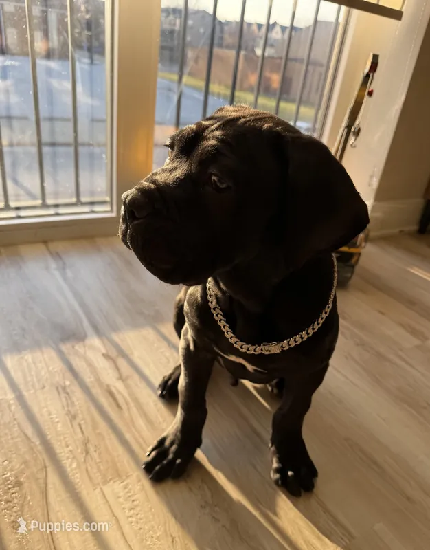 Duke – Cane Corso puppy for sale in Chicago, IL