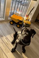 Duke, a male Cane Corso for sale in Chicago, IL – Photo 4 of 4