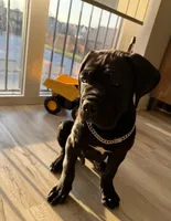 Duke, a male Cane Corso for sale in Chicago, IL – Photo 2 of 4