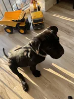 Duke, a male Cane Corso for sale in Chicago, IL – Photo 3 of 4