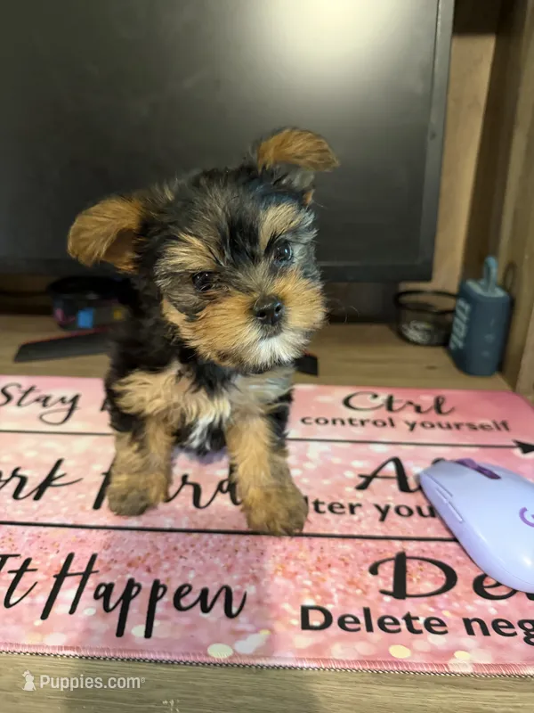 Isobella – Yorkshire Terrier puppy for sale in Seneca, SC