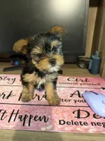 Isobella, a female Yorkshire Terrier for sale in Seneca, SC – 1 of 3