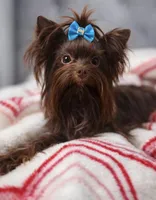 Hershey, a male Yorkshire Terrier for sale in Seneca, SC – 1 of 3