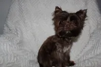 Hershey, a male Yorkshire Terrier for sale in Seneca, SC – 3 of 3