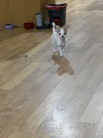 Pablo, a male Chihuahua for sale in Seneca, SC – Photo 3 of 3