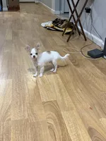 Pablo, a male Chihuahua for sale in Seneca, SC – Photo 2 of 3