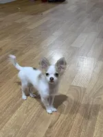 Pablo, a male Chihuahua for sale in Seneca, SC – Photo 1 of 3