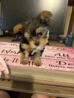 Isobella, a female Yorkshire Terrier for sale in Seneca, SC – 3 of 3