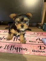 Isobella, a female Yorkshire Terrier for sale in Seneca, SC – 2 of 3