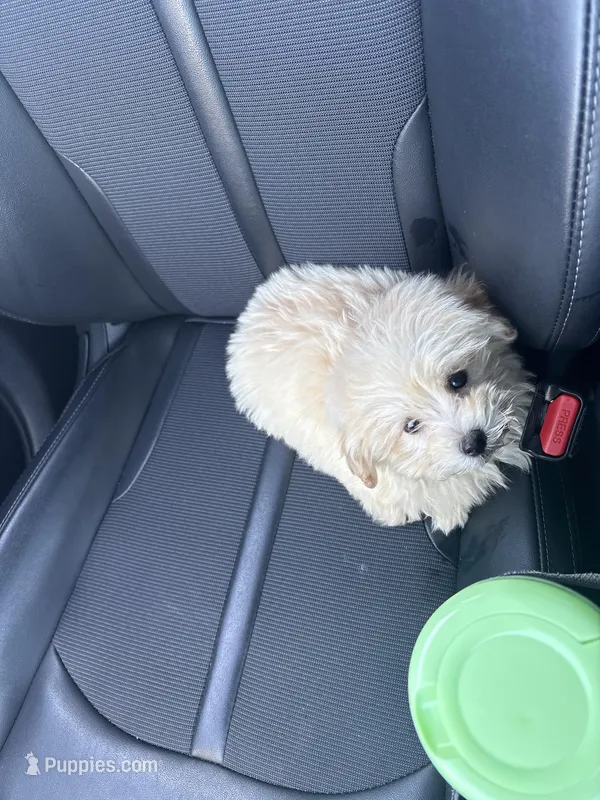 Saint Jayce – Bichon Frise puppy for sale in Centerville, GA