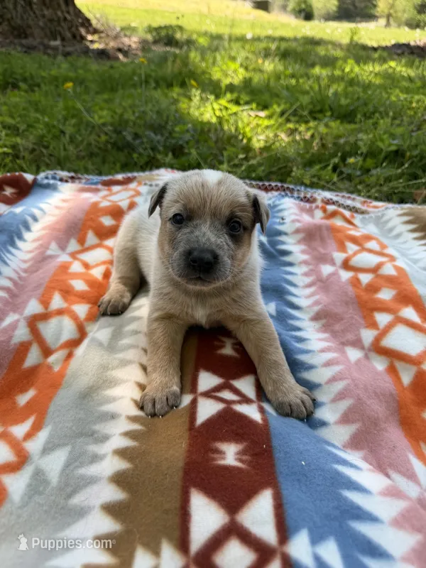 Rocky  – Australian Cattle Dog puppy for sale in Boonville, NC