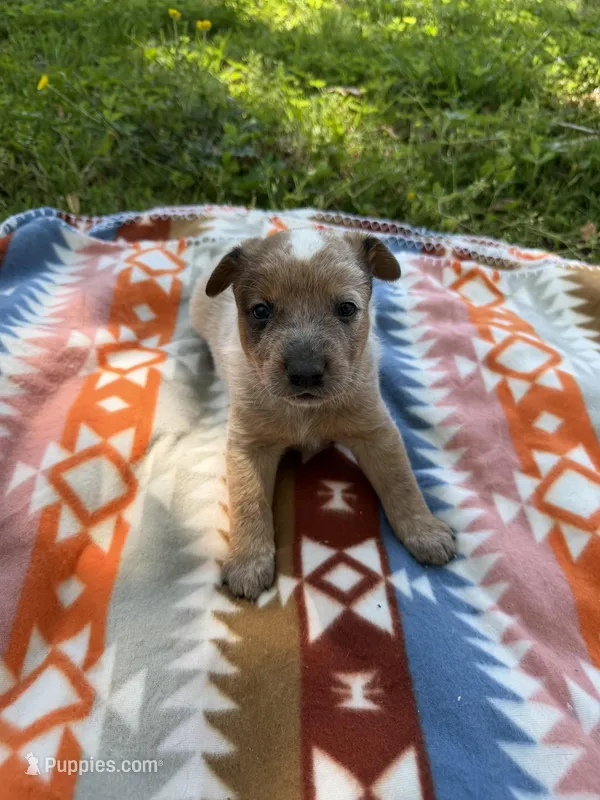 Axel – Australian Cattle Dog puppy for sale in Boonville, NC