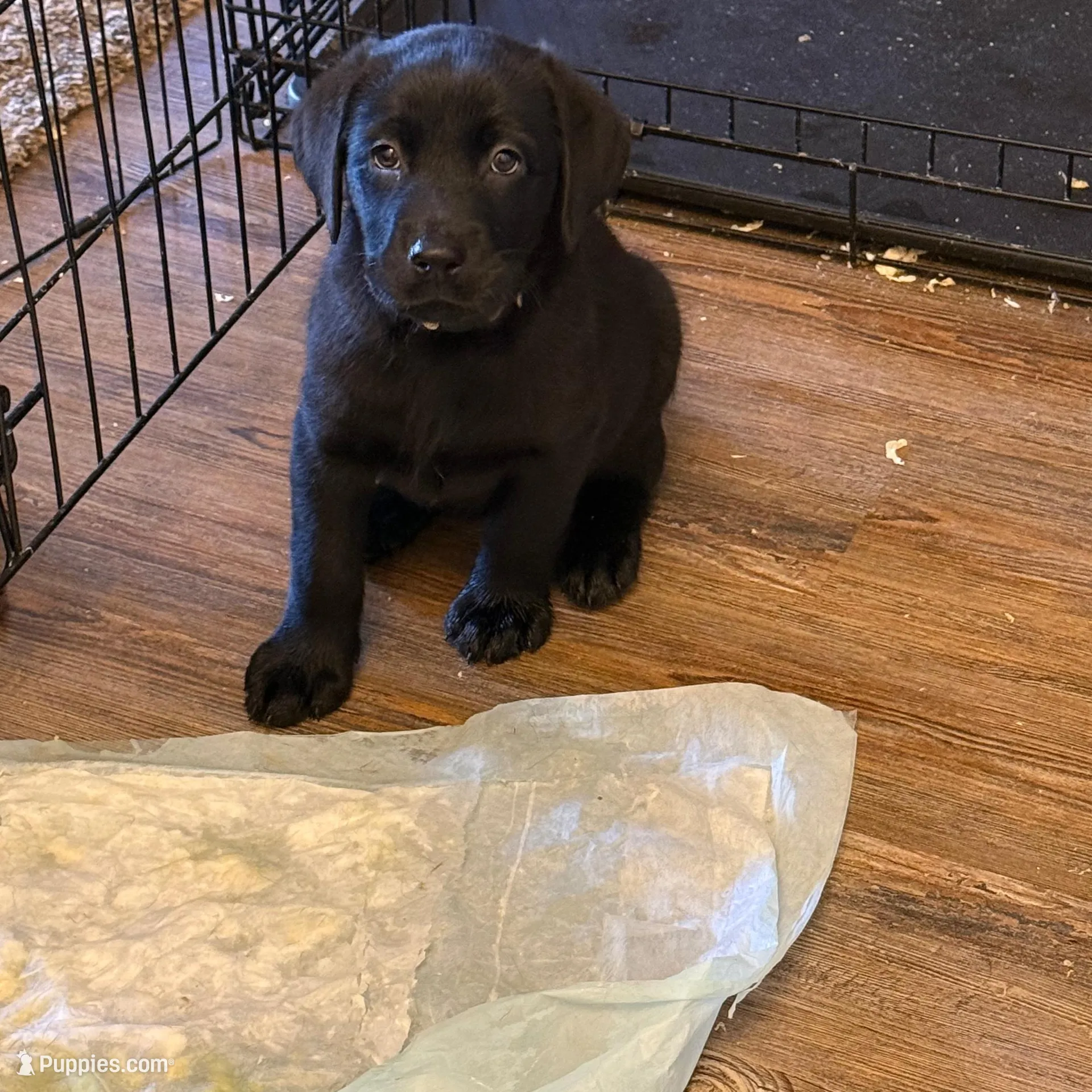tie dye – Labrador Retriever puppy for sale in Windsor, CO