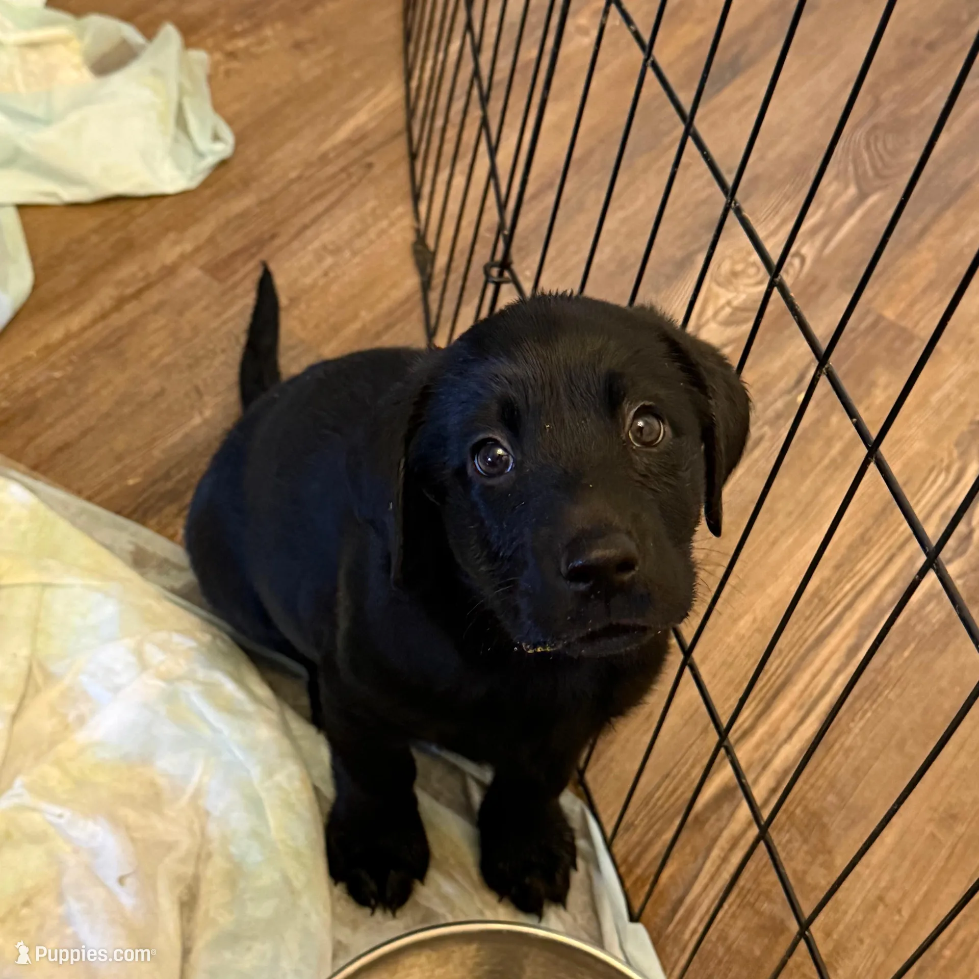 hot pink – Labrador Retriever puppy for sale in Windsor, CO