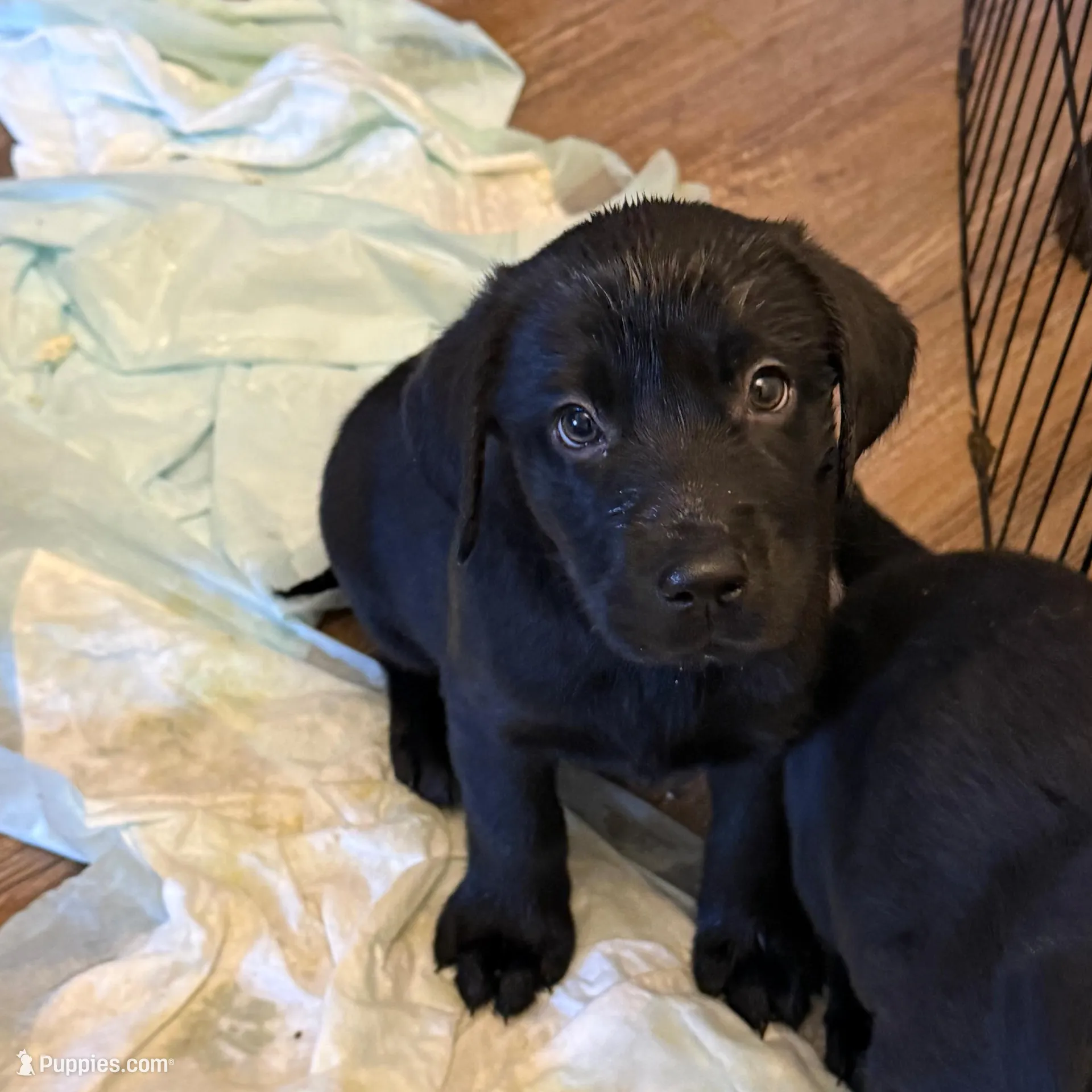 tan – Labrador Retriever puppy for sale in Windsor, CO