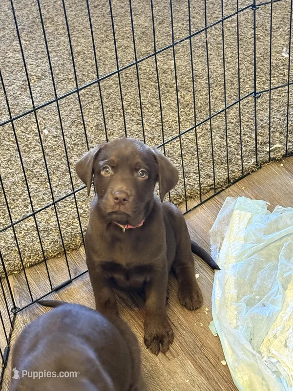 pink – Labrador Retriever puppy for sale in Windsor, CO