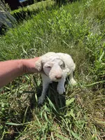 AKC F#2, a female Poodle - Multi-Colored Standard for sale in Whitewood, SD – 3 of 3