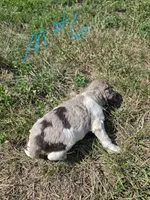 AKC Merle M#6, a male Poodle - Multi-Colored Standard for sale in Whitewood, SD – 4 of 6