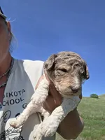 AKC Merle M#6, a male Poodle - Multi-Colored Standard for sale in Whitewood, SD – 2 of 6