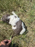 AKC M#5, a male Poodle - Multi-Colored Standard for sale in Whitewood, SD – 4 of 5