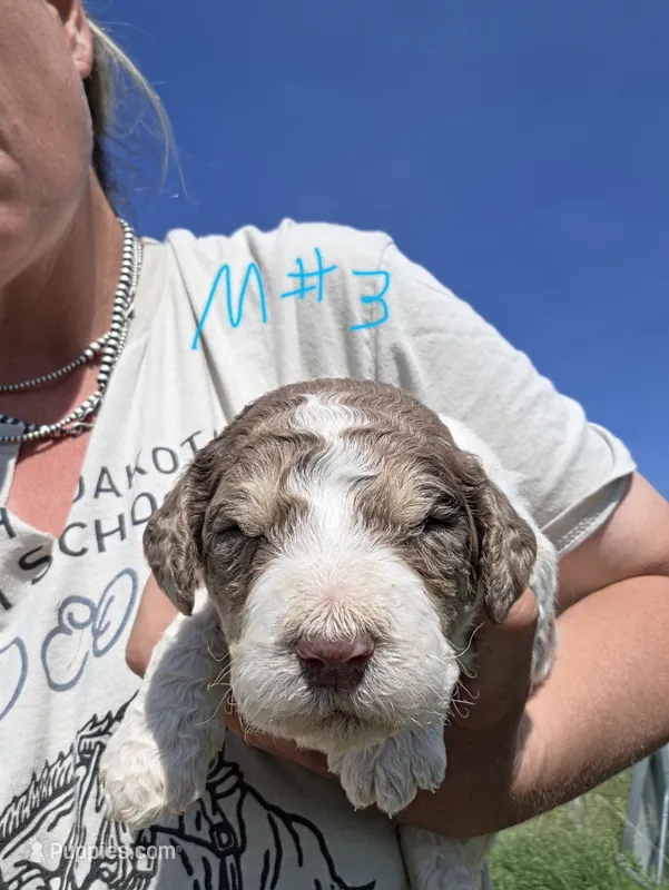 AKC Merle M#3 – Poodle - Multi-Colored Standard puppy for sale in Whitewood, SD