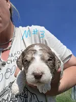 AKC Merle M#3, a male Poodle - Multi-Colored Standard for sale in Whitewood, SD – 1 of 5