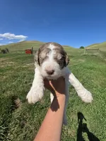 AKC Merle M#3, a male Poodle - Multi-Colored Standard for sale in Whitewood, SD – 3 of 5