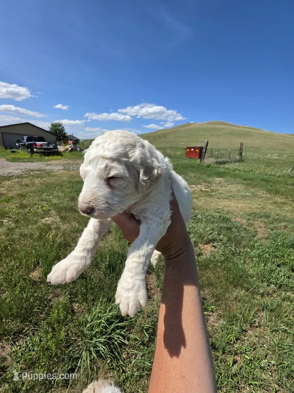AKC F#2 – Poodle - Multi-Colored Standard puppy for sale in Whitewood, SD