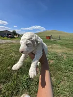 AKC F#2, a female Poodle - Multi-Colored Standard for sale in Whitewood, SD – 1 of 3