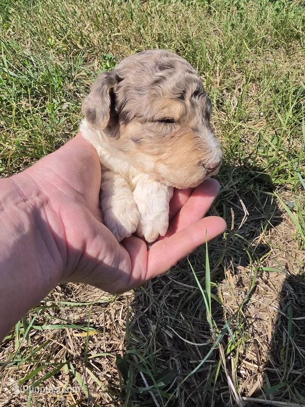 AKC Merle M#6 – Poodle - Multi-Colored Standard puppy for sale in Whitewood, SD