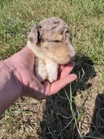 AKC Merle M#6, a male Poodle - Multi-Colored Standard for sale in Whitewood, SD – 1 of 6