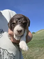 AKC M#5, a male Poodle - Multi-Colored Standard for sale in Whitewood, SD – 3 of 5