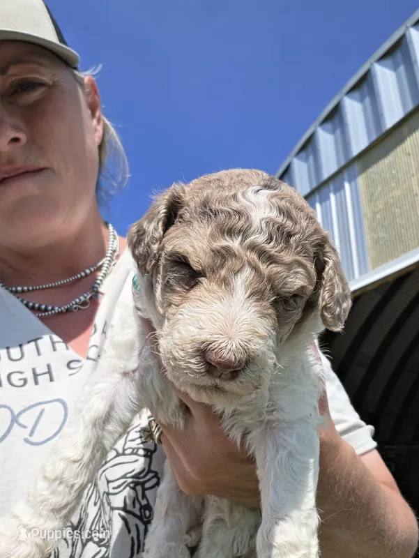 AKC Merle M#4 – Poodle - Multi-Colored Standard puppy for sale in Whitewood, SD