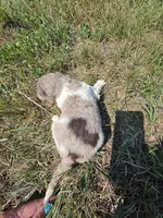 AKC Merle M#6, a male Poodle - Multi-Colored Standard for sale in Whitewood, SD – 6 of 6