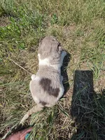 AKC Merle M#6, a male Poodle - Multi-Colored Standard for sale in Whitewood, SD – 5 of 6