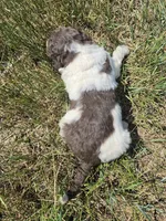 AKC M#5, a male Poodle - Multi-Colored Standard for sale in Whitewood, SD – 5 of 5