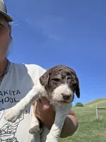 AKC M#5, a male Poodle - Multi-Colored Standard for sale in Whitewood, SD – 2 of 5