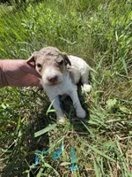 AKC Merle F#1, a female Poodle - Multi-Colored Standard for sale in Whitewood, SD – 3 of 3
