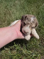 AKC Merle M#4, a male Poodle - Multi-Colored Standard for sale in Whitewood, SD – 2 of 4