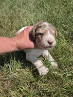 AKC Merle M#4, a male Poodle - Multi-Colored Standard for sale in Whitewood, SD – 3 of 4