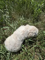 AKC F#2, a female Poodle - Multi-Colored Standard for sale in Whitewood, SD – 2 of 3
