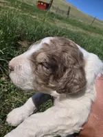 AKC Merle M#3, a male Poodle - Multi-Colored Standard for sale in Whitewood, SD – 4 of 5