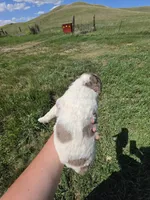 AKC Merle M#3, a male Poodle - Multi-Colored Standard for sale in Whitewood, SD – 2 of 5
