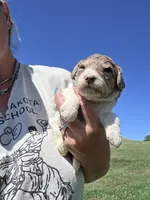 AKC Merle F#1, a female Poodle - Multi-Colored Standard for sale in Whitewood, SD – 2 of 3