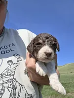 AKC M#5, a male Poodle - Multi-Colored Standard for sale in Whitewood, SD – 1 of 5