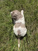AKC Merle M#4, a male Poodle - Multi-Colored Standard for sale in Whitewood, SD – 4 of 4
