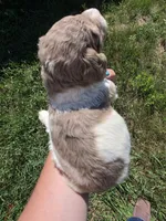 AKC Merle F#1, a female Poodle - Multi-Colored Standard for sale in Whitewood, SD – 1 of 3