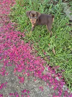 Molly, a female Miniature Pinscher for sale in Leland, NC – 2 of 2